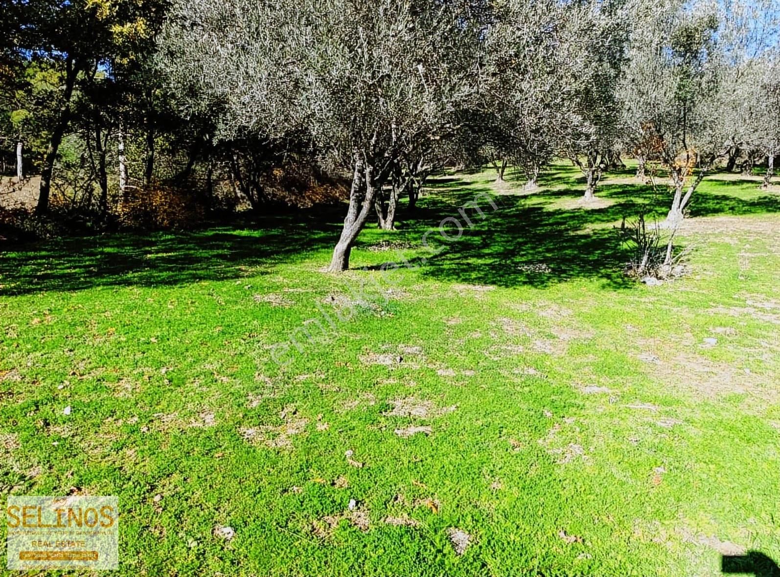 Bergama Çamtepe(mahmudiye)köyü'nün Dibinde Zeytinlik - Görsel 9