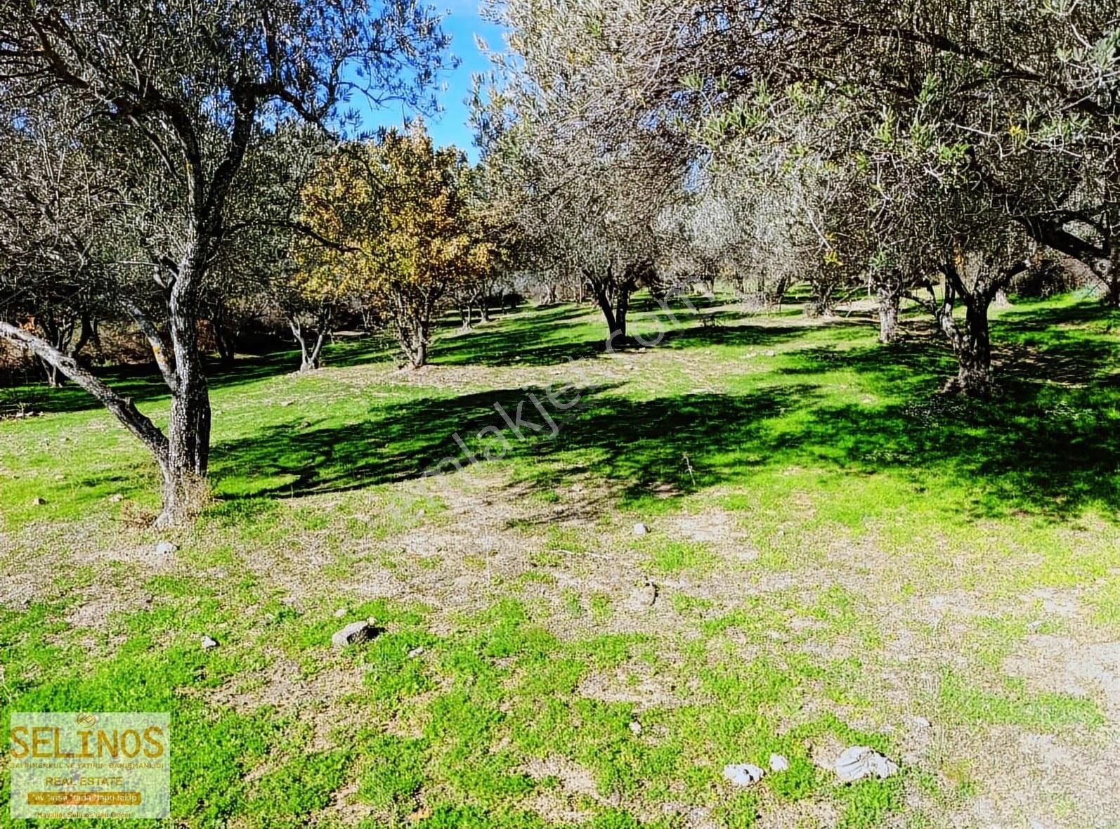 Bergama Çamtepe(mahmudiye)köyü'nün Dibinde Zeytinlik - Görsel 5