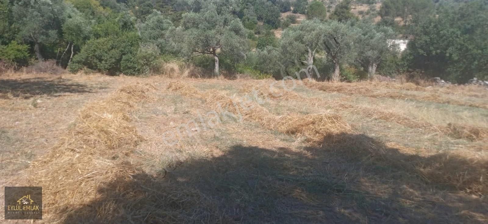 Muğla Milas Balcılar Mahallesinde Köy İçi 1.298 M2 - Görsel 3