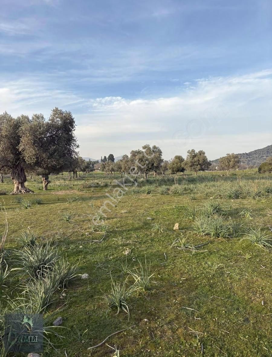 Çamlı Gayrimenkulden Yatırım Fırsatı