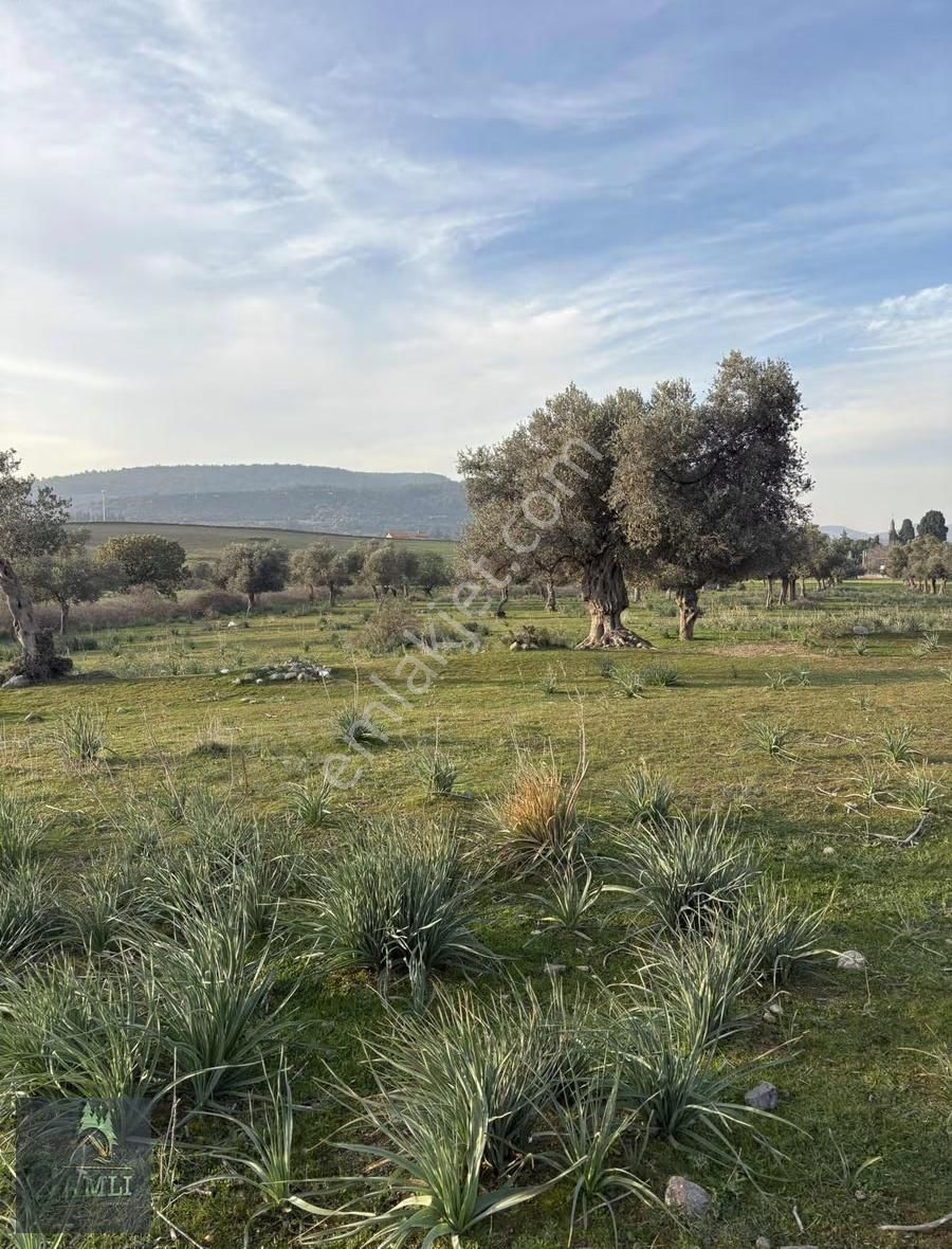 Çamlı Gayrimenkulden Yatırım Fırsatı - Görsel 17