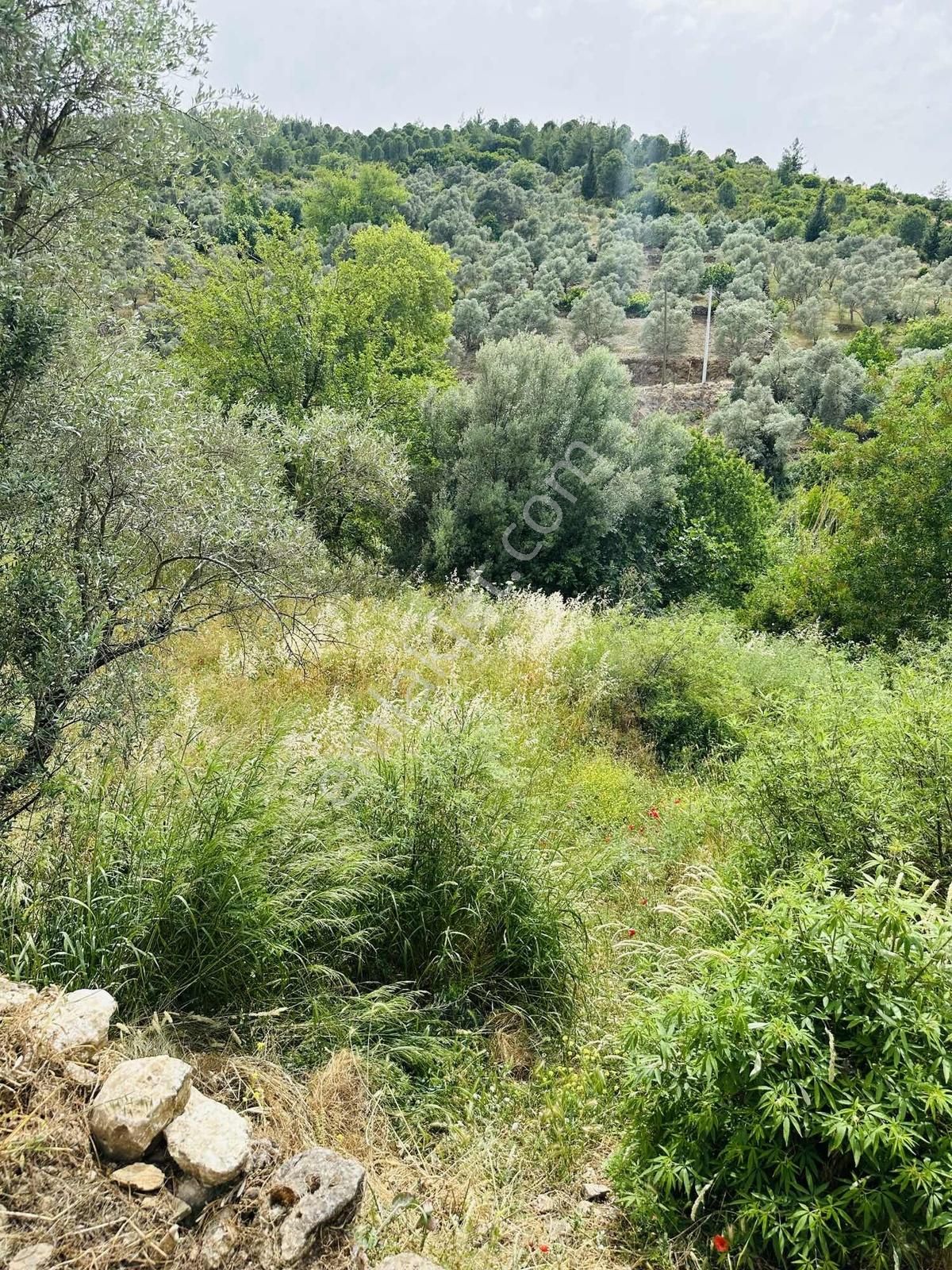 Milas Karacahisar Mah Müstakil Tapulu Satılık Tarla - Görsel 5