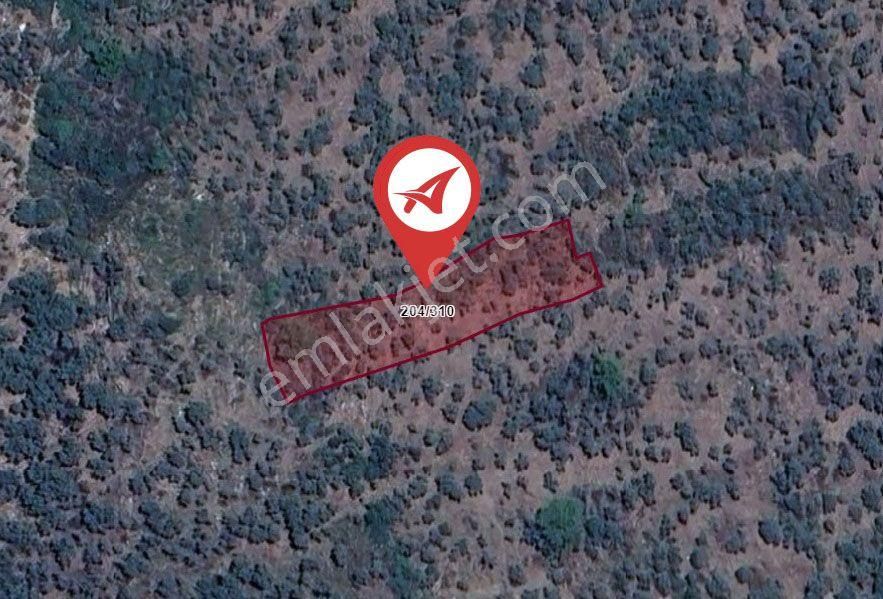 Muğla-milas-cokmakdagkızılagac-satılık-1409m2zeytınlık - Görsel 9