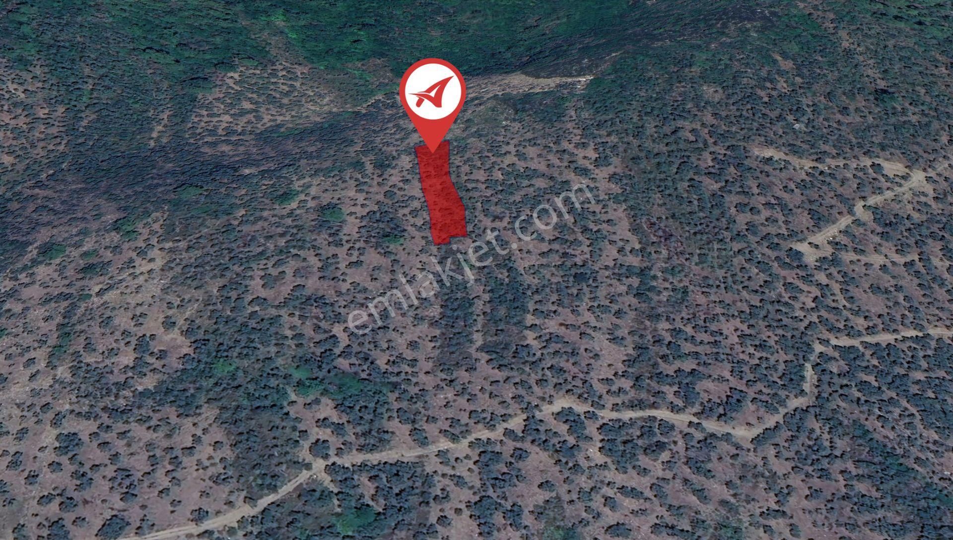 Muğla-milas-cokmakdagkızılagac-satılık-1409m2zeytınlık - Görsel 4