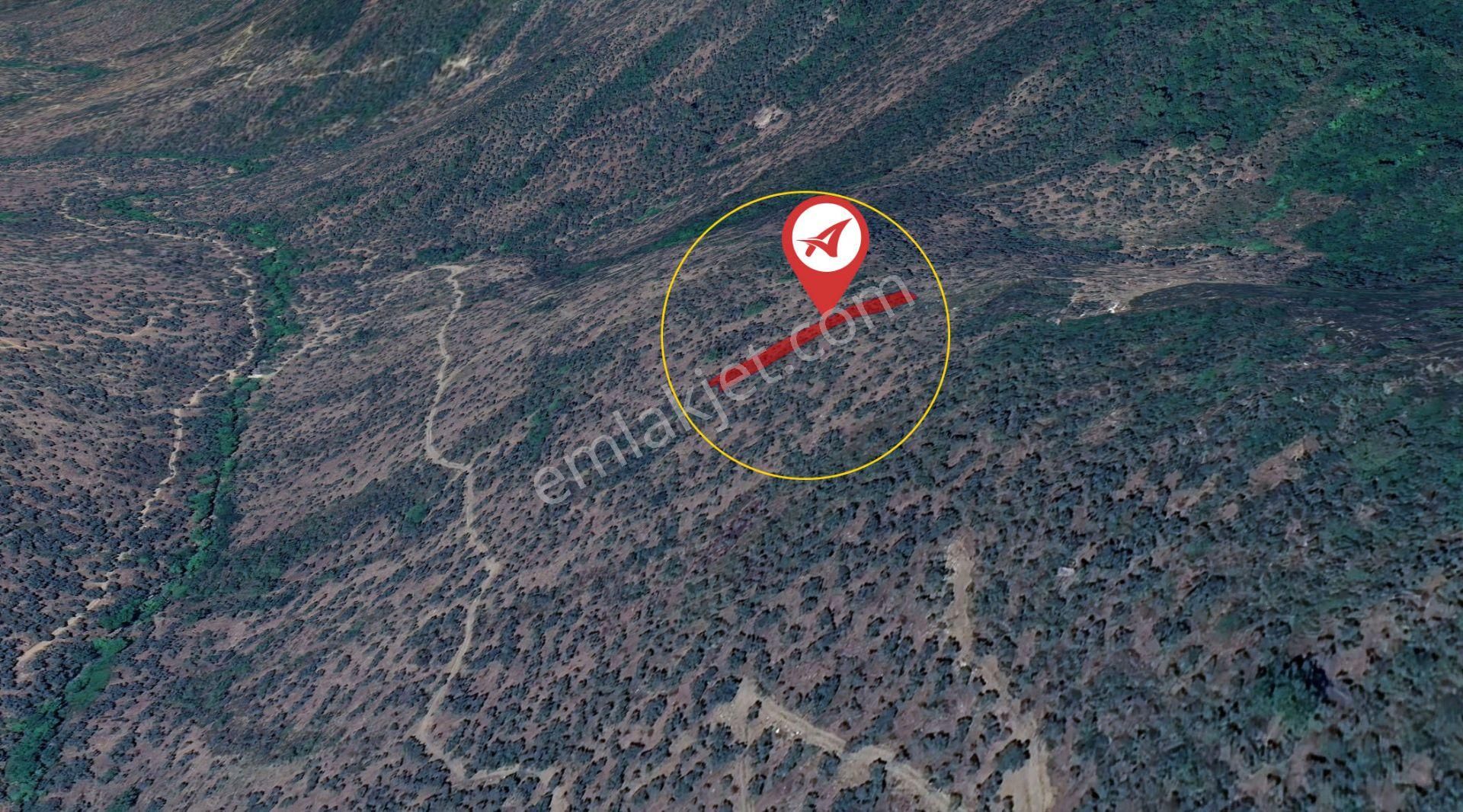 Muğla-milas-cokmakdagkızılagac-satılık-1409m2zeytınlık - Görsel 5