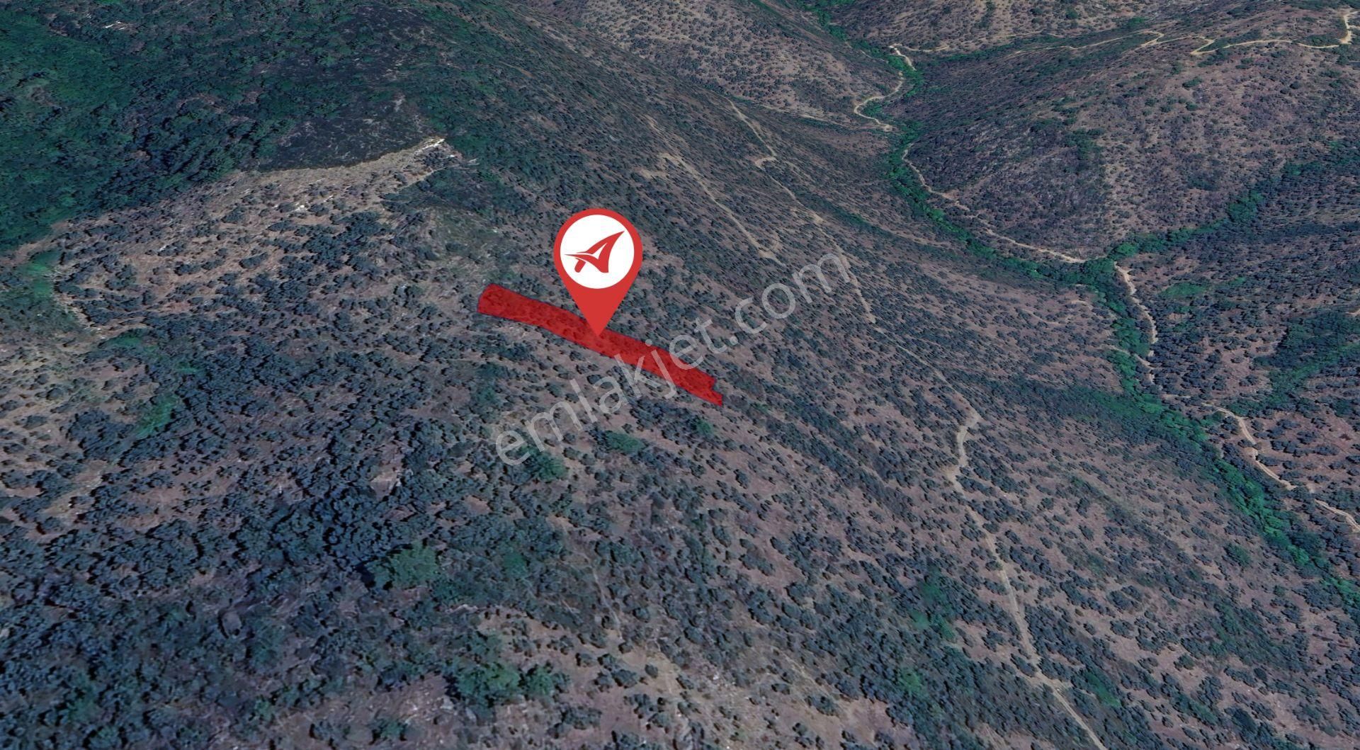 Muğla-milas-cokmakdagkızılagac-satılık-1409m2zeytınlık - Görsel 2