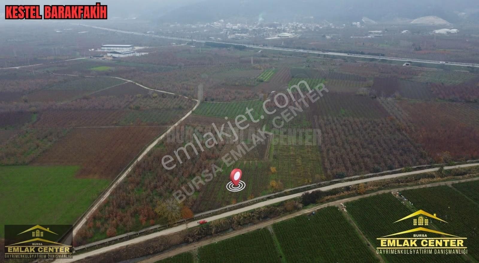 Kestel Barakfakihte 2752 M2 Şeftali Bahçesi - Görsel 2