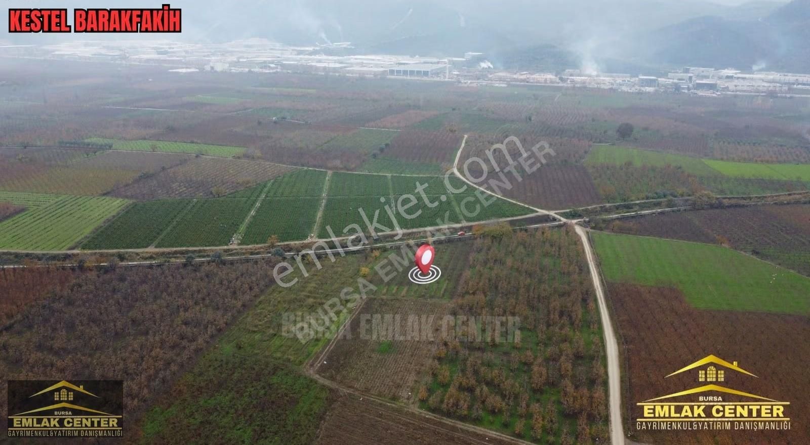 Kestel Barakfakihte 2752 M2 Şeftali Bahçesi - Görsel 7