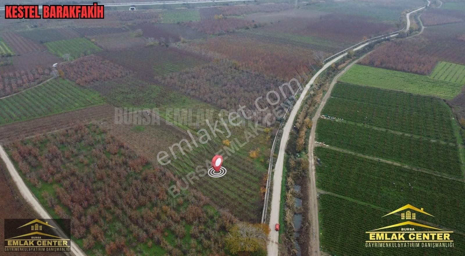 Kestel Barakfakihte 2752 M2 Şeftali Bahçesi - Görsel 12