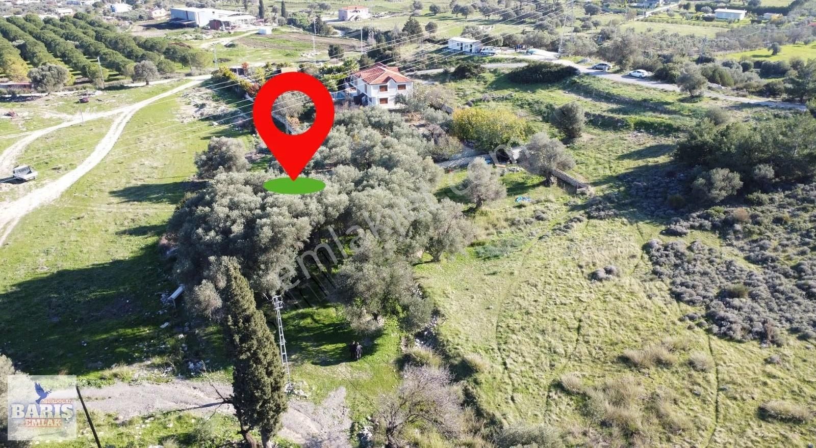 Mordoğan'da Yerleşim Yerine Çok Yakın Zeytin Ağaçlı Satlık Tarla - Görsel 12