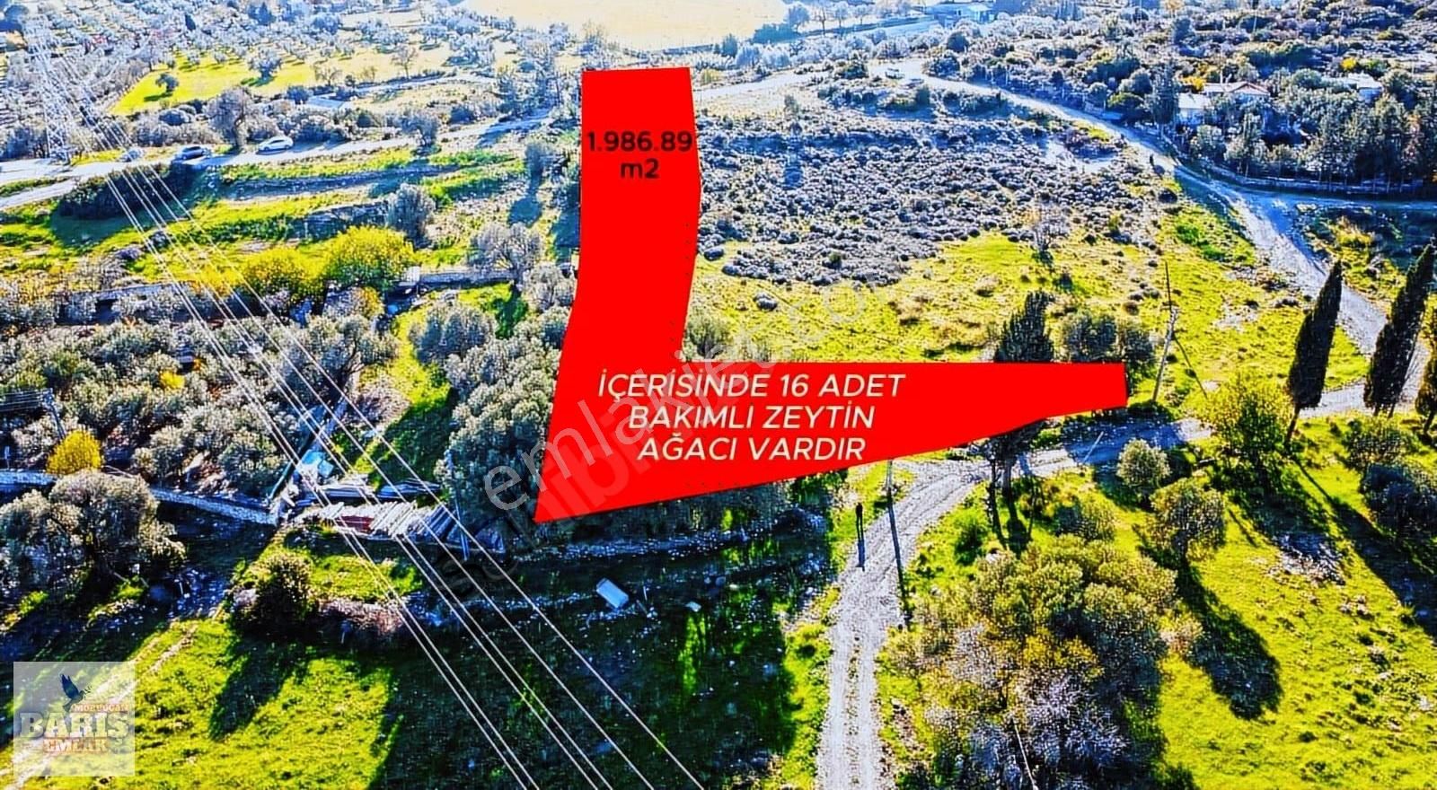 Mordoğan'da Yerleşim Yerine Çok Yakın Zeytin Ağaçlı Satlık Tarla - Görsel 9