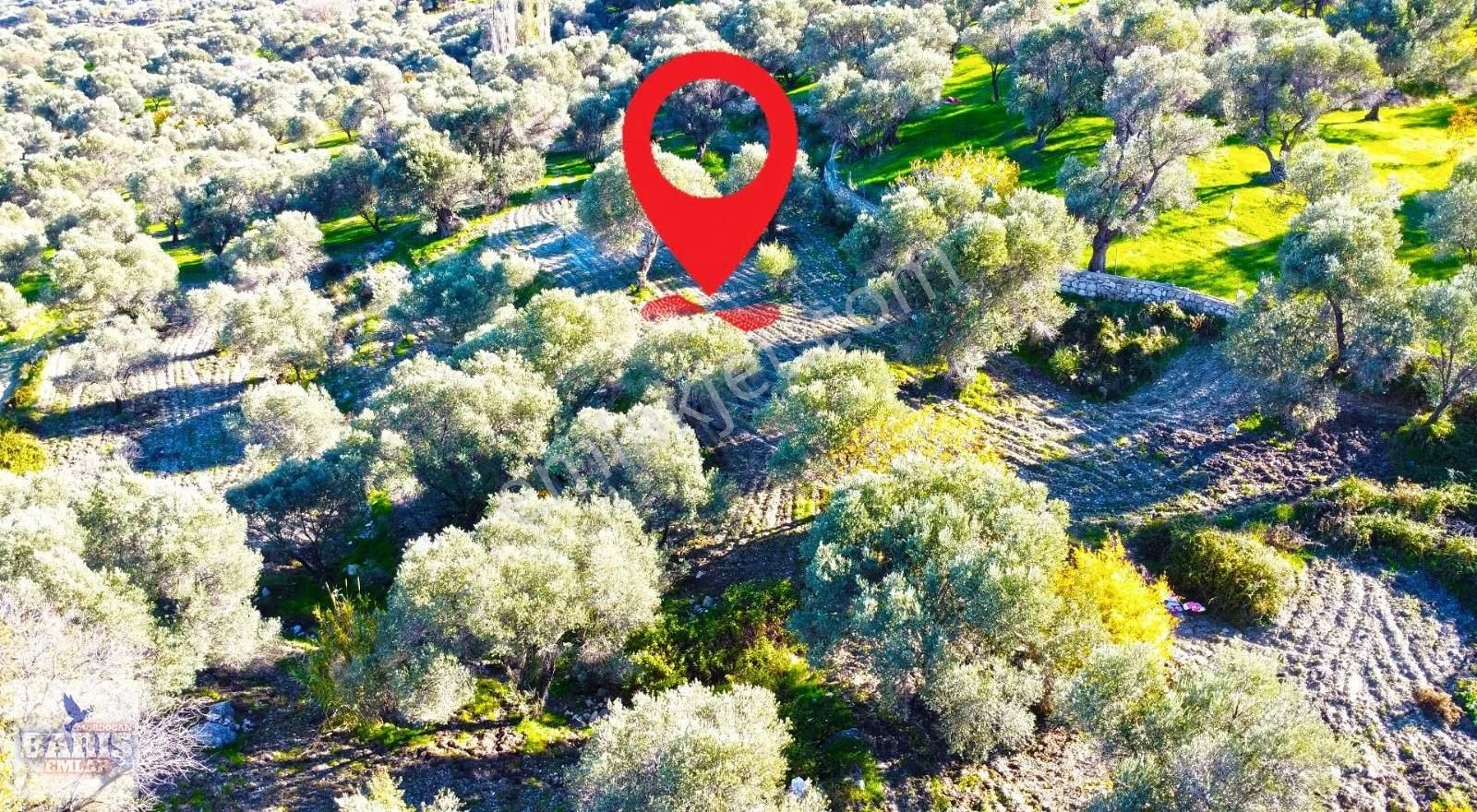 Karaburun Eğlenhoca Köyünde 4.737 M2 Zeytin Ağaçlı Satılık Tarla - Görsel 13