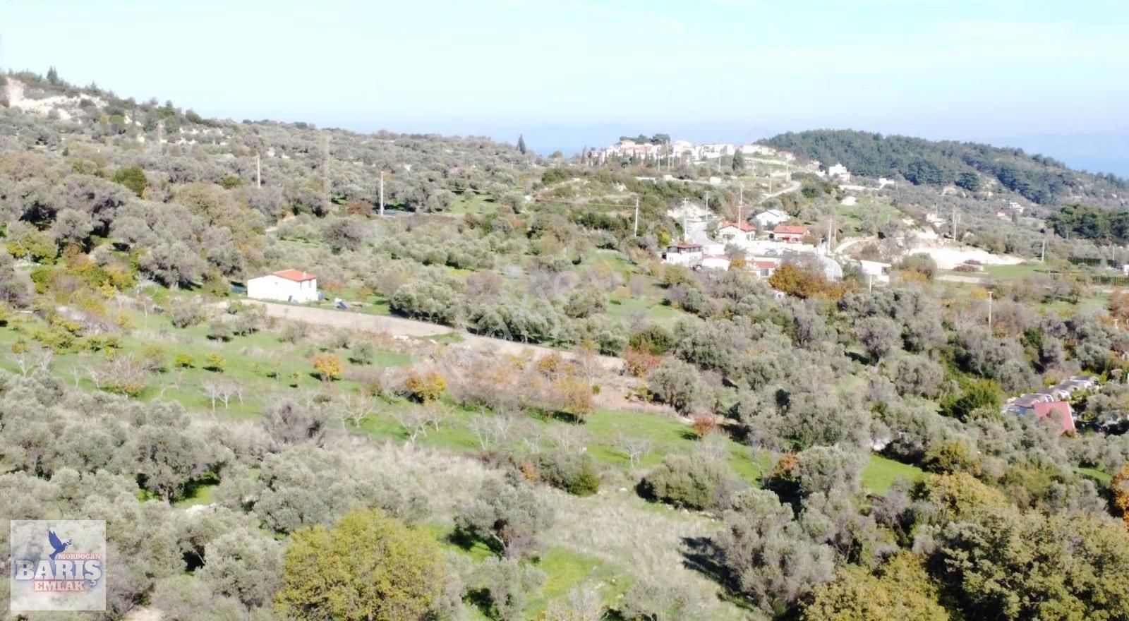 Karaburun Eğlenhoca Köyünde 4.737 M2 Zeytin Ağaçlı Satılık Tarla - Görsel 11