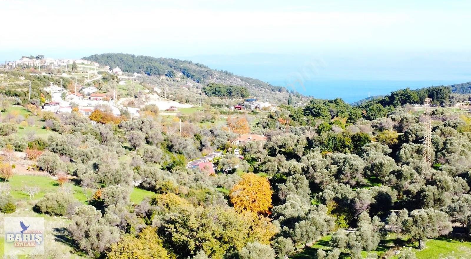 Karaburun Eğlenhoca Köyünde 4.737 M2 Zeytin Ağaçlı Satılık Tarla - Görsel 5