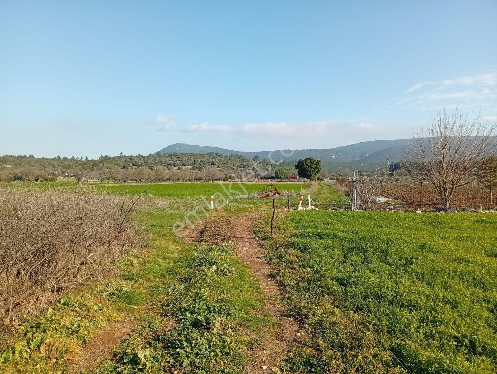 Urla Zeytinler Dağovacıkta Düz Süper Tarla Yolu Var Akustik Emlak Tan Satılık