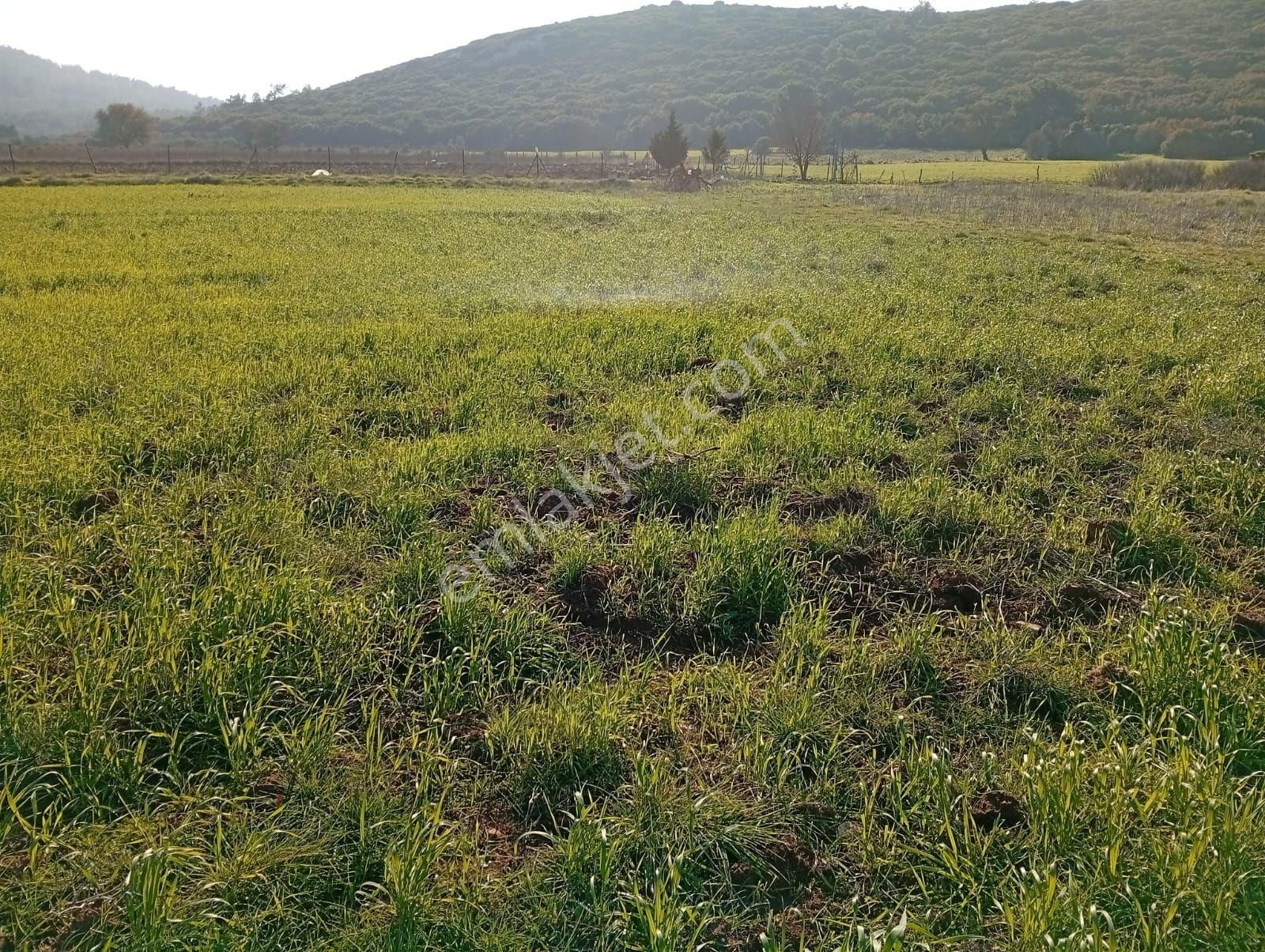 Urla Zeytinler Dağovacıkta Düz Süper Tarla Yolu Var Akustik Emlak Tan Satılık - Görsel 5