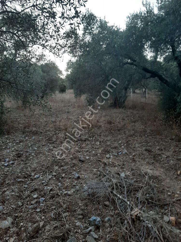 Kuşadası Uydukent Arkası Satılık 12 Dönüm Zeytinlik - Görsel 8
