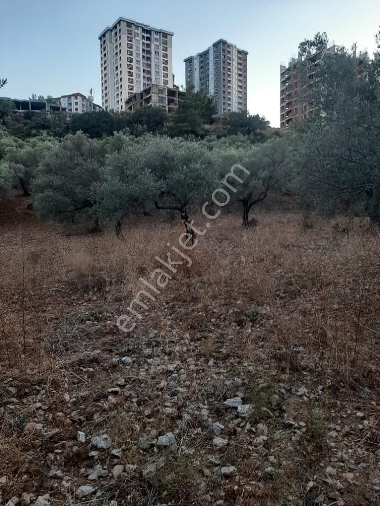 Kuşadası Uydukent Arkası Satılık 12 Dönüm Zeytinlik - Görsel 9