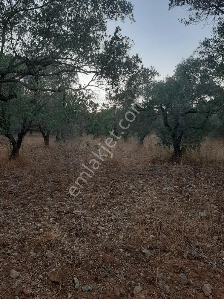Kuşadası Uydukent Arkası Satılık 12 Dönüm Zeytinlik - Görsel 4