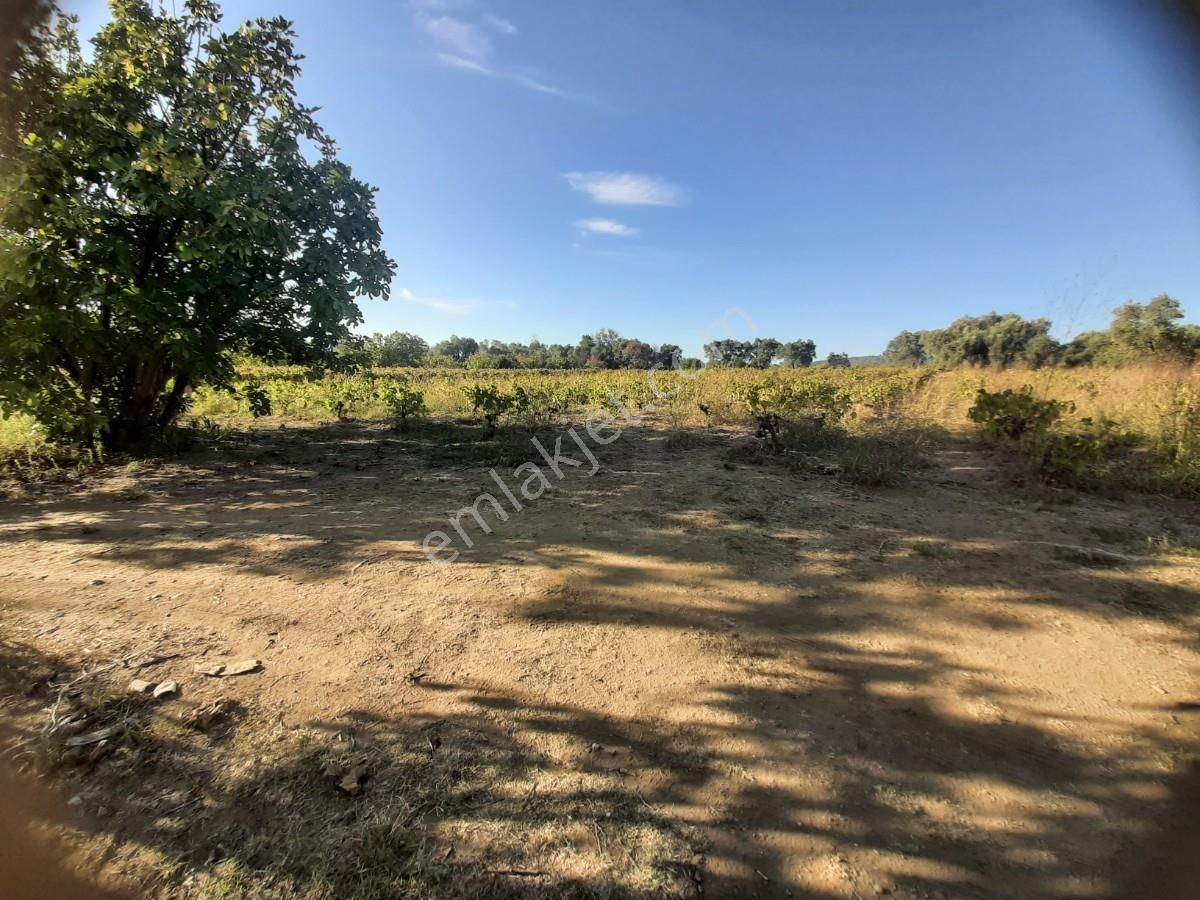 Kuşadası Çınar Köyü Satılık 3 Dönüm Üzüm Bağı - Görsel 12