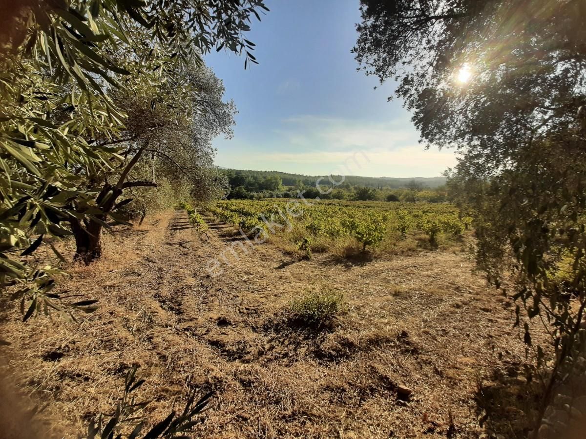 Kuşadası Çınar Köyü Satılık 3 Dönüm Üzüm Bağı - Görsel 17