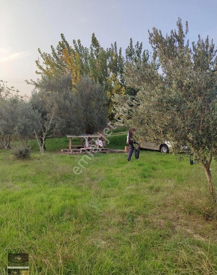 Kemalpaşa Armutlu Ovasında Ankara Yoluna Yakın Acil Satılık Bahçe - Görsel 4