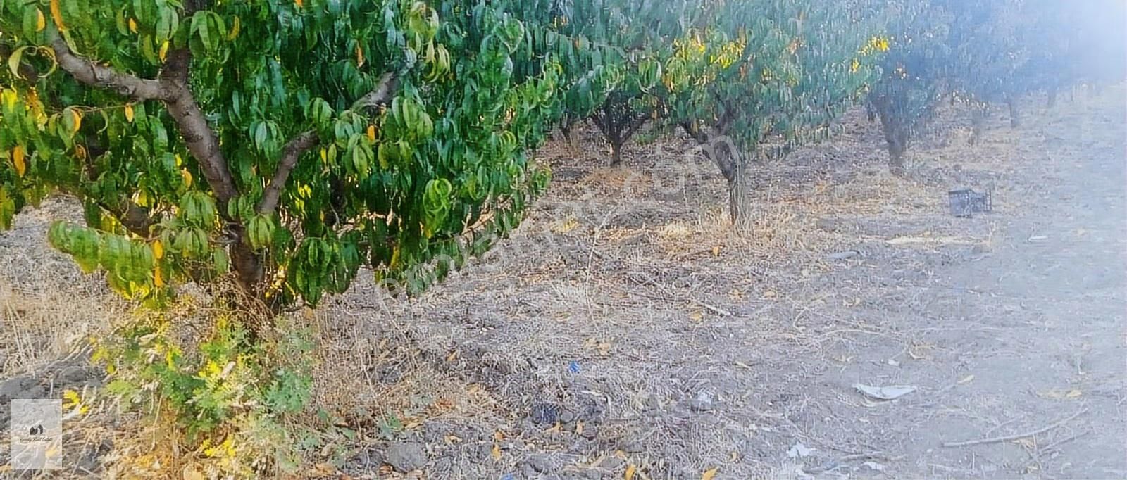 Bursa Kestel Barakfaki'den Satılık Şeftali Bahçesi - Görsel 5