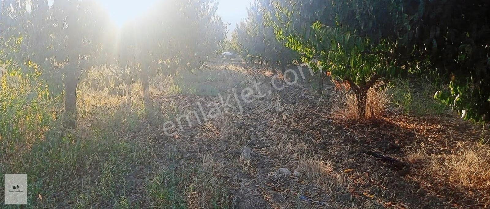 Bursa Kestel Barakfaki'den Satılık Şeftali Bahçesi - Görsel 2