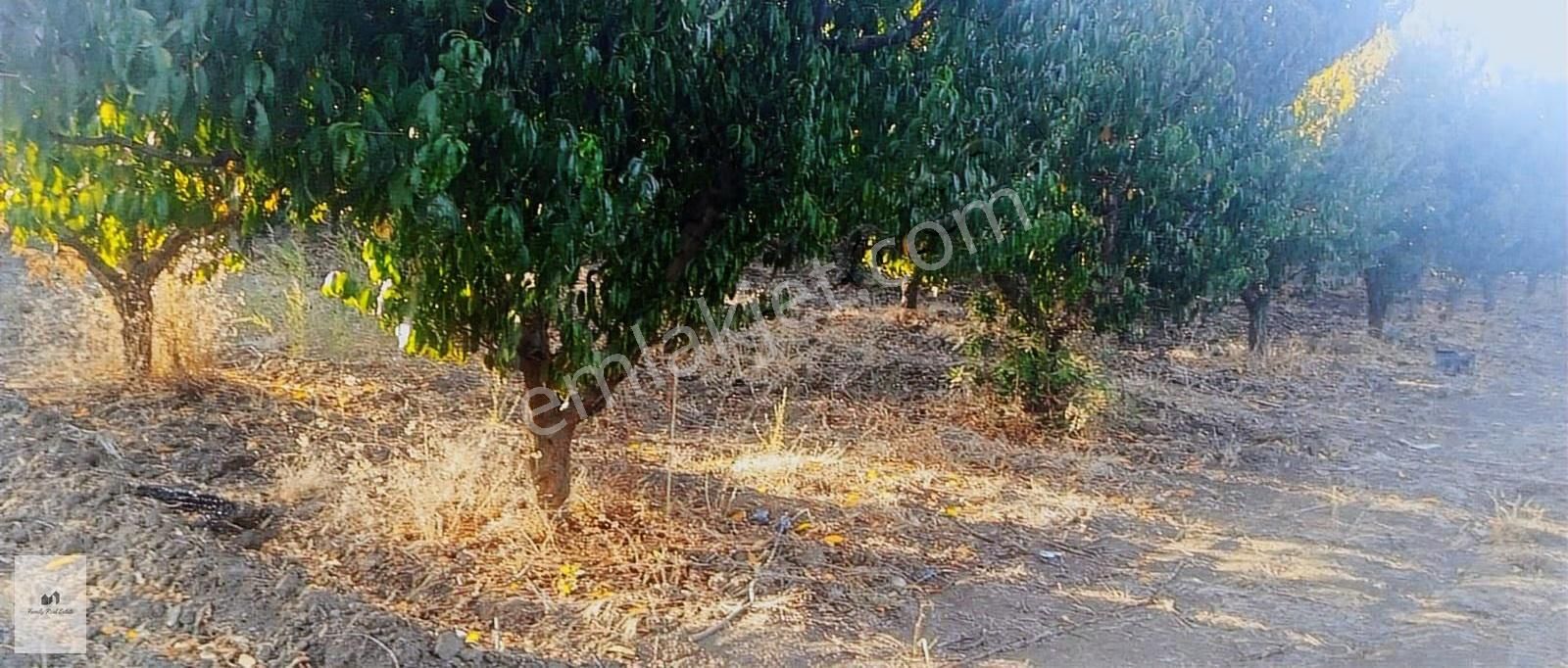 Bursa Kestel Barakfaki'den Satılık Şeftali Bahçesi - Görsel 3