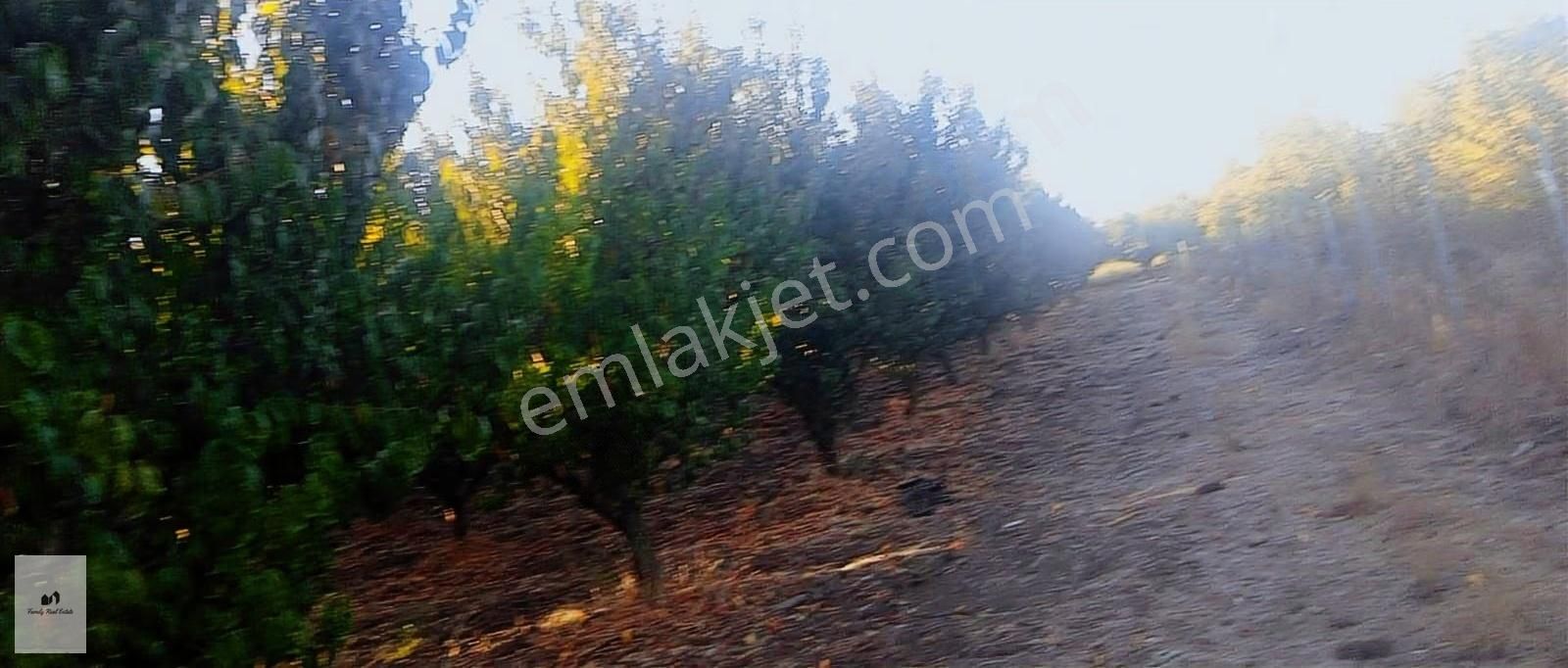 Bursa Kestel Barakfaki'den Satılık Şeftali Bahçesi - Görsel 4