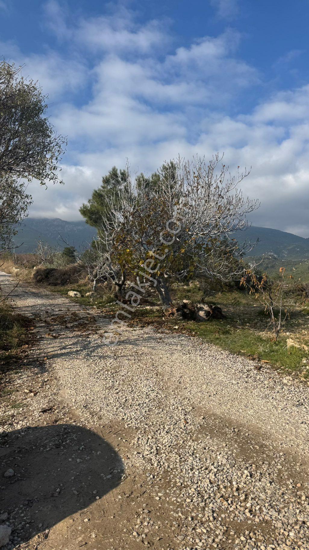 Beyaz Gayrimenkulden Sancaklı Uzuncınar Mh Fırsat 3.300 M2 Kırazlık - Görsel 26