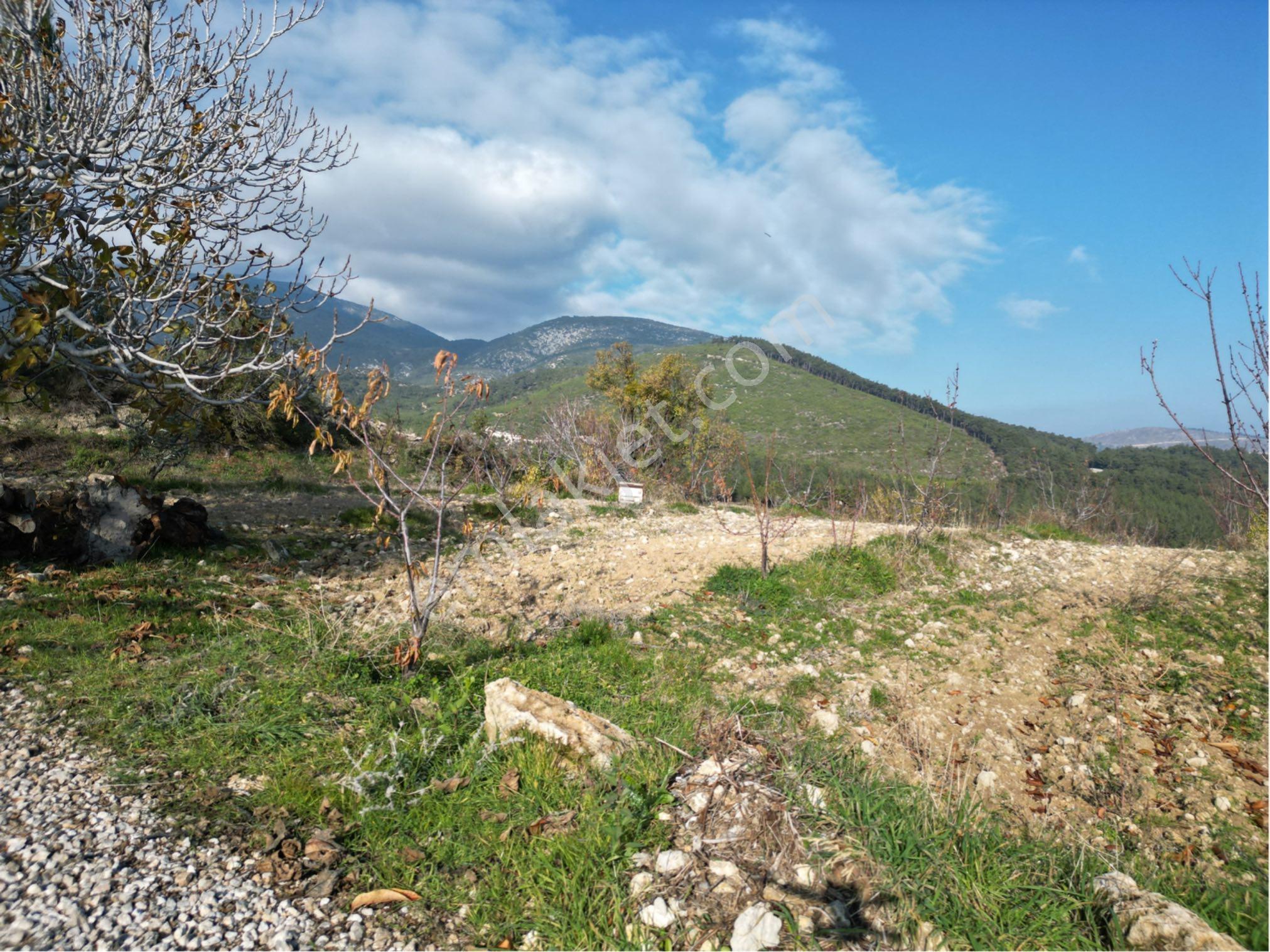 Beyaz Gayrimenkulden Sancaklı Uzuncınar Mh Fırsat 3.300 M2 Kırazlık - Görsel 22