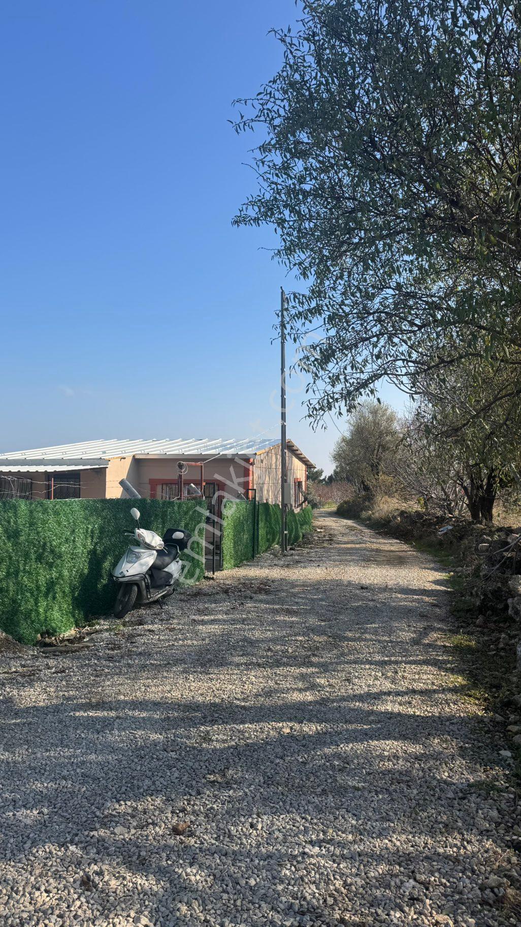 Beyaz Gayrimenkulden Sancaklı Uzuncınar Mh Fırsat 3.300 M2 Kırazlık - Görsel 33