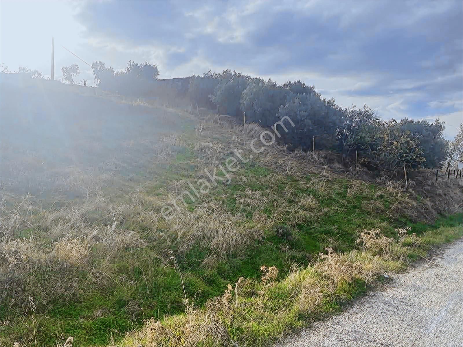 Century21 Işıltı'dan 586 M2 İçinde 30 Ağaçlı Zeytin Arazisi - Görsel 3