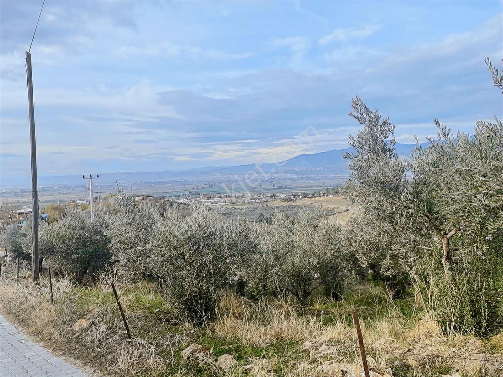 Century21 Işıltı'dan 586 M2 İçinde 30 Ağaçlı Zeytin Arazisi - Görsel 6