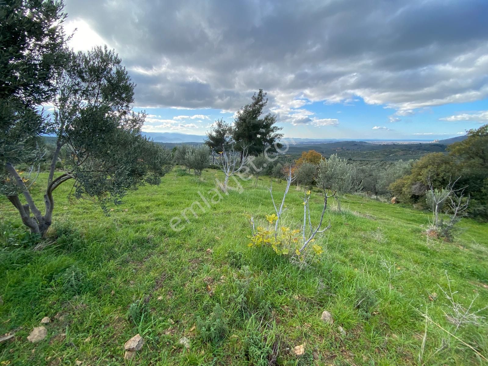 Balıkesir Edremit Yaylaönü (biller) Köyünde 8040 M2 2 Parça Zeytinlik Satılık - Görsel 20