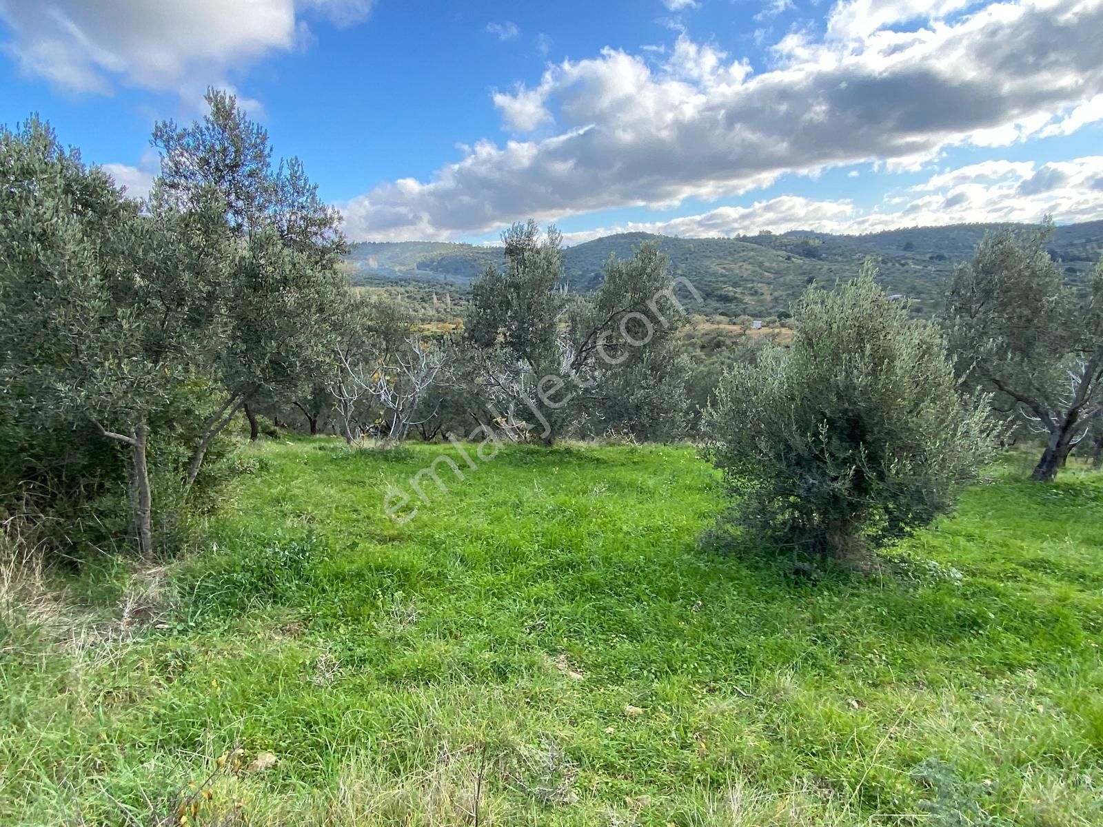 Balıkesir Edremit Yaylaönü (biller) Köyünde 8040 M2 2 Parça Zeytinlik Satılık - Görsel 9