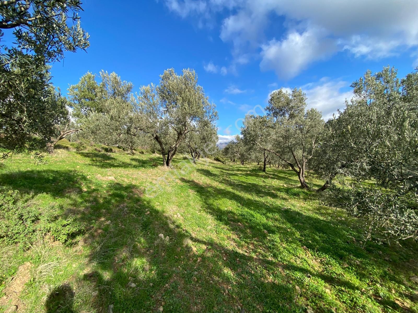 Balıkesir Edremit Yaylaönü (biller) Köyünde 8040 M2 2 Parça Zeytinlik Satılık - Görsel 14