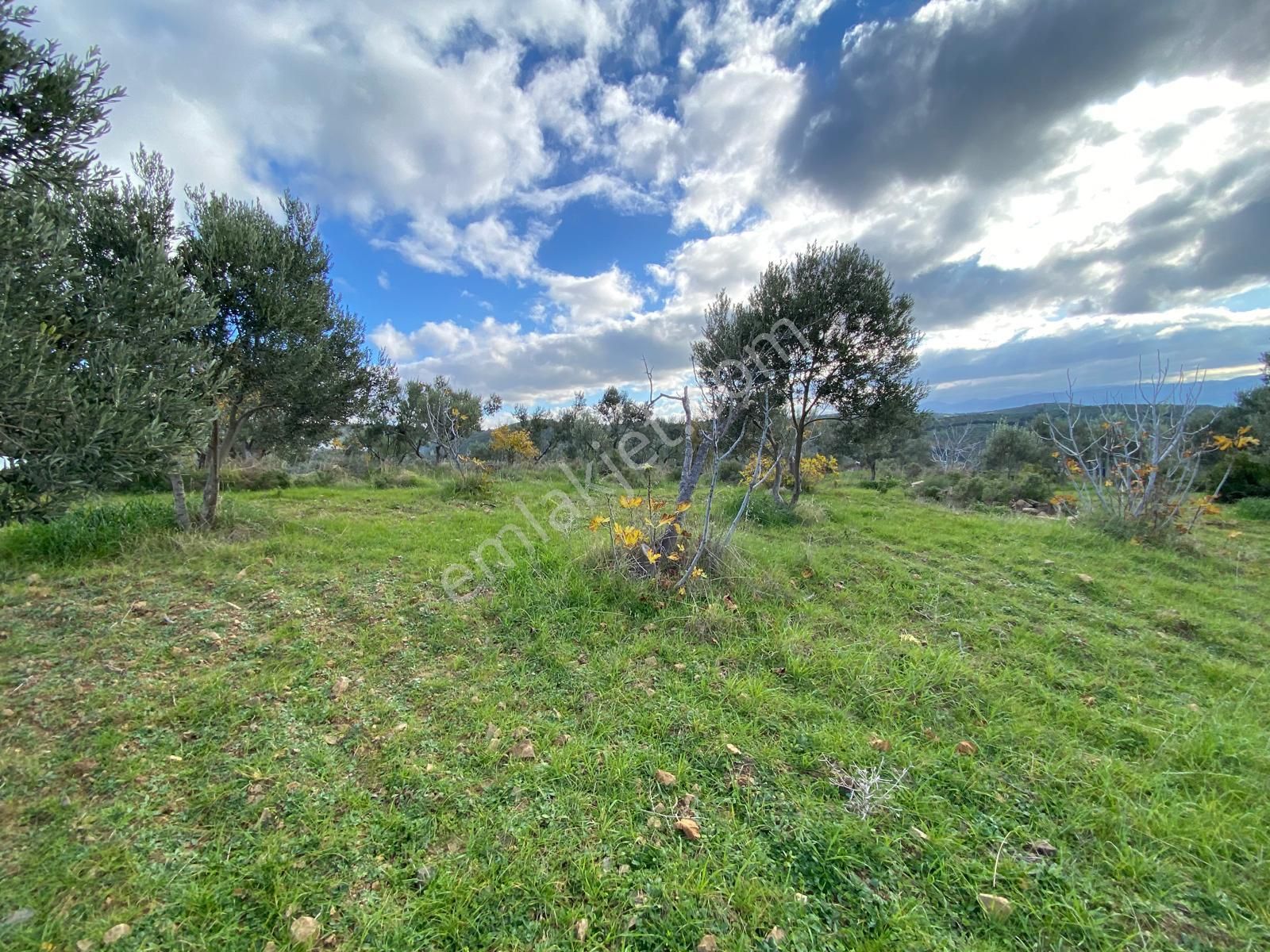 Balıkesir Edremit Yaylaönü (biller) Köyünde 8040 M2 2 Parça Zeytinlik Satılık - Görsel 18