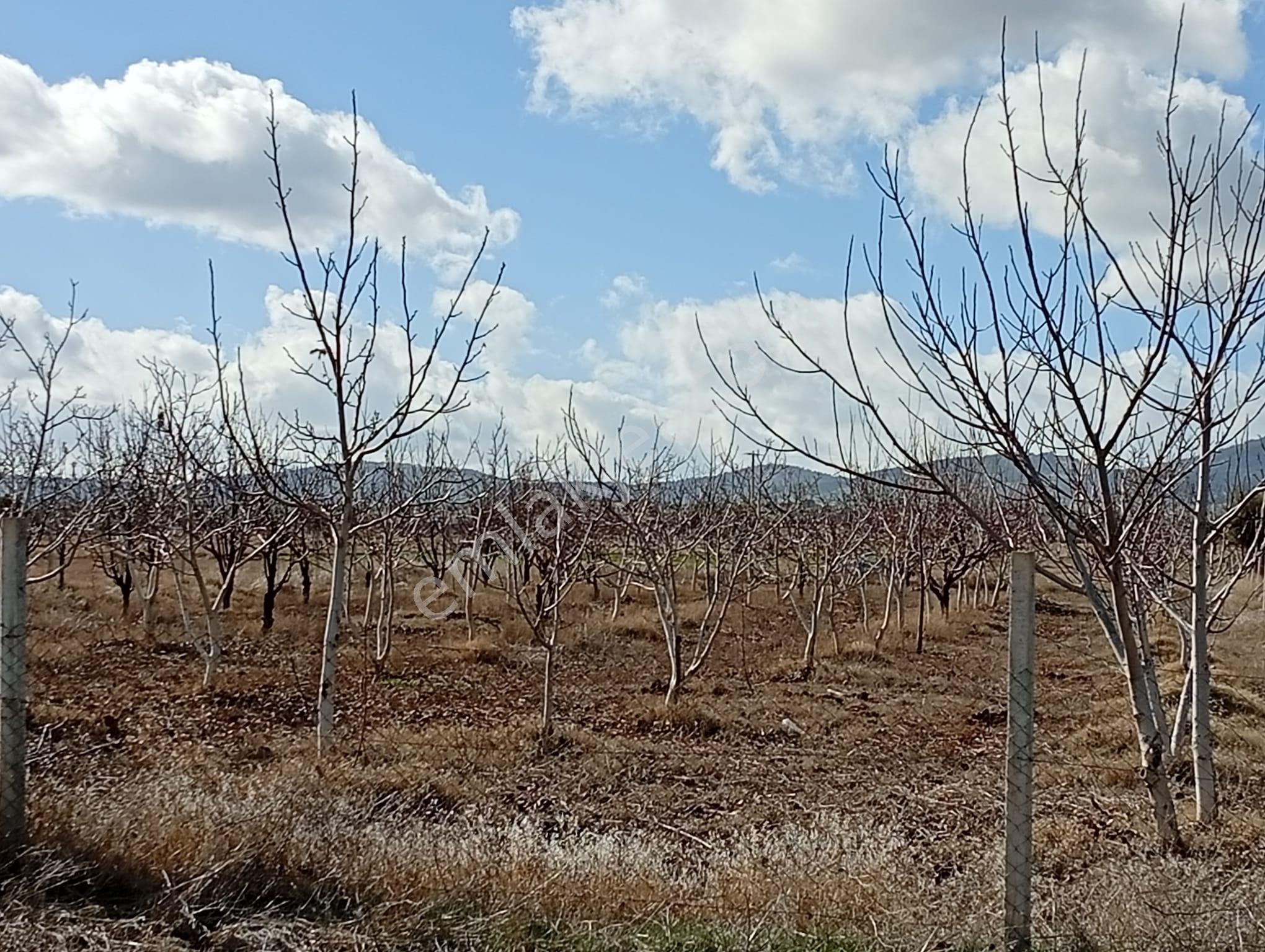 Antalya Korkuteli Kevzer Mahallesinde Satılık Tarla No.20573​ - Görsel 7