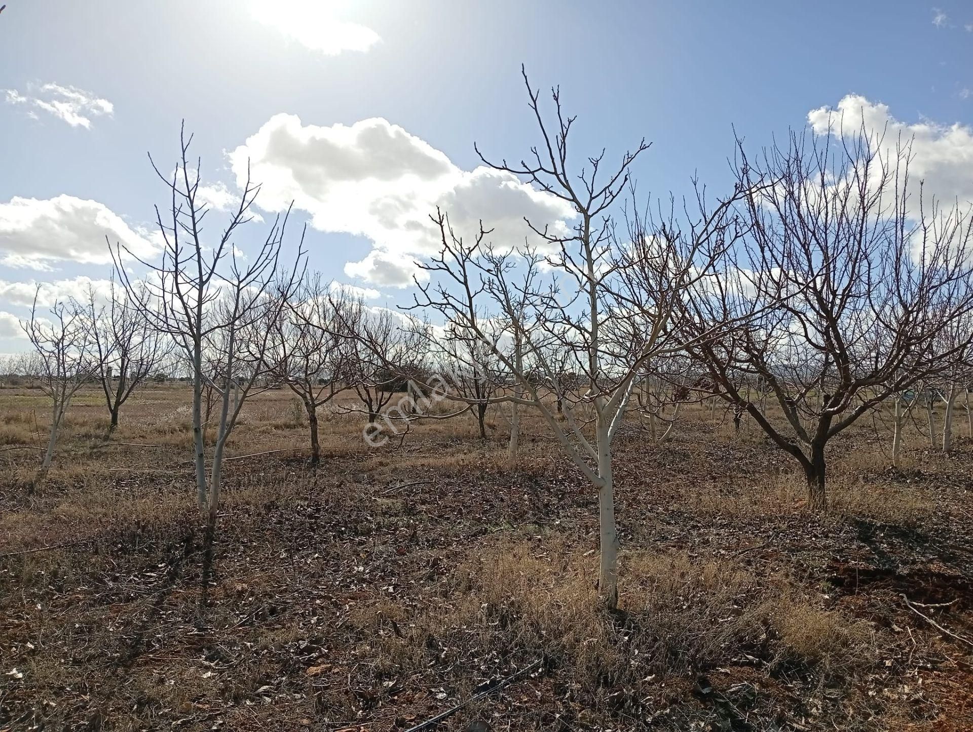 Antalya Korkuteli Kevzer Mahallesinde Satılık Tarla No.20573​ - Görsel 14