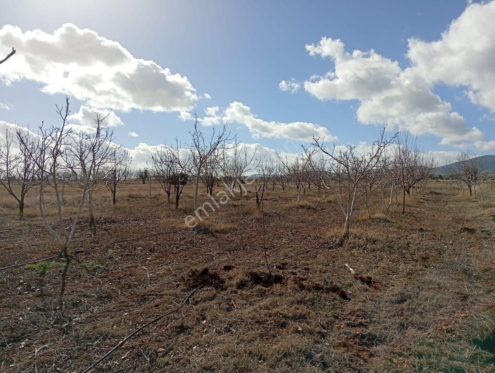 Antalya Korkuteli Kevzer Mahallesinde Satılık Tarla No.20573​ - Görsel 15