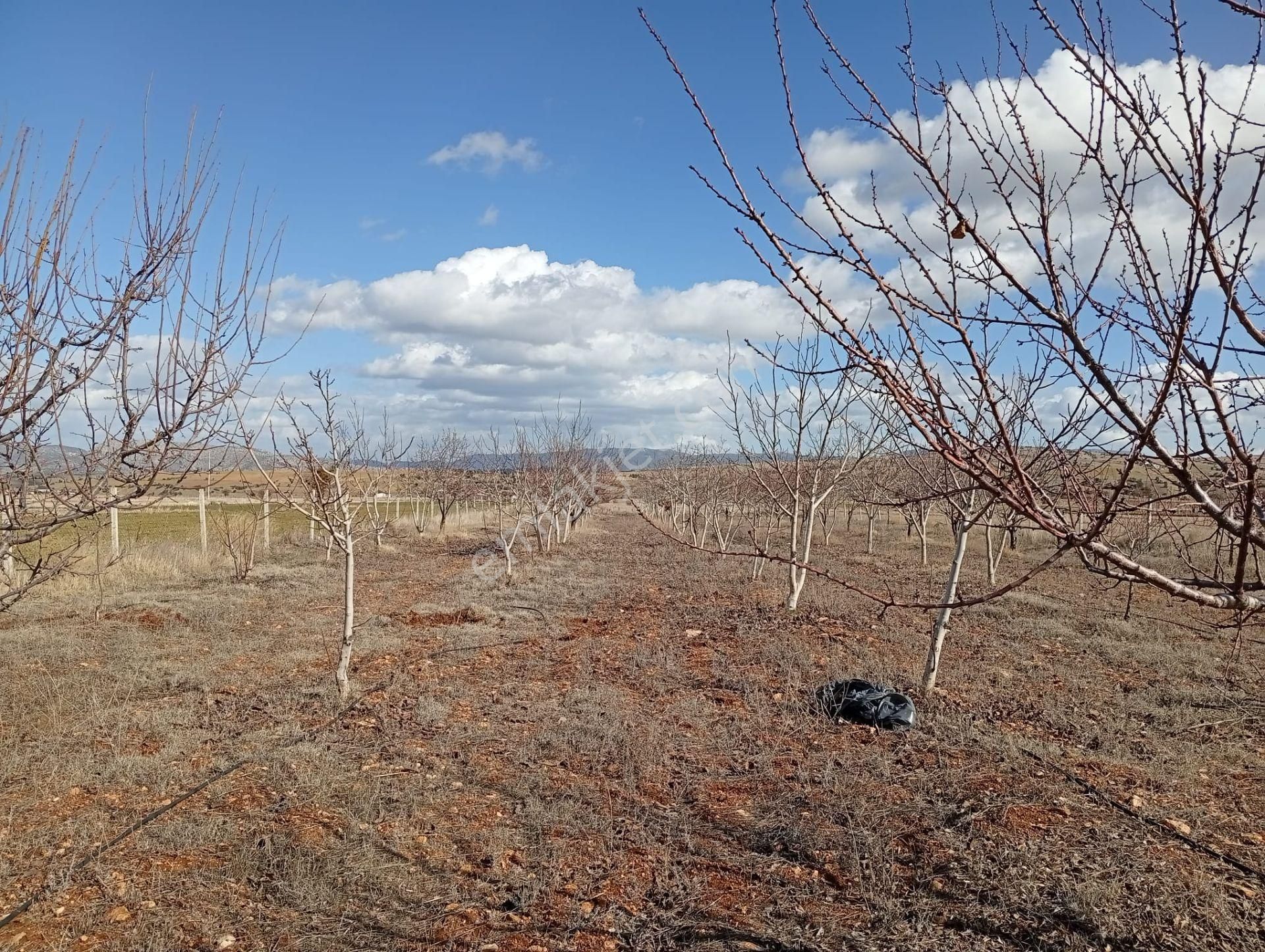 Antalya Korkuteli Kevzer Mahallesinde Satılık Tarla No.20573​ - Görsel 4