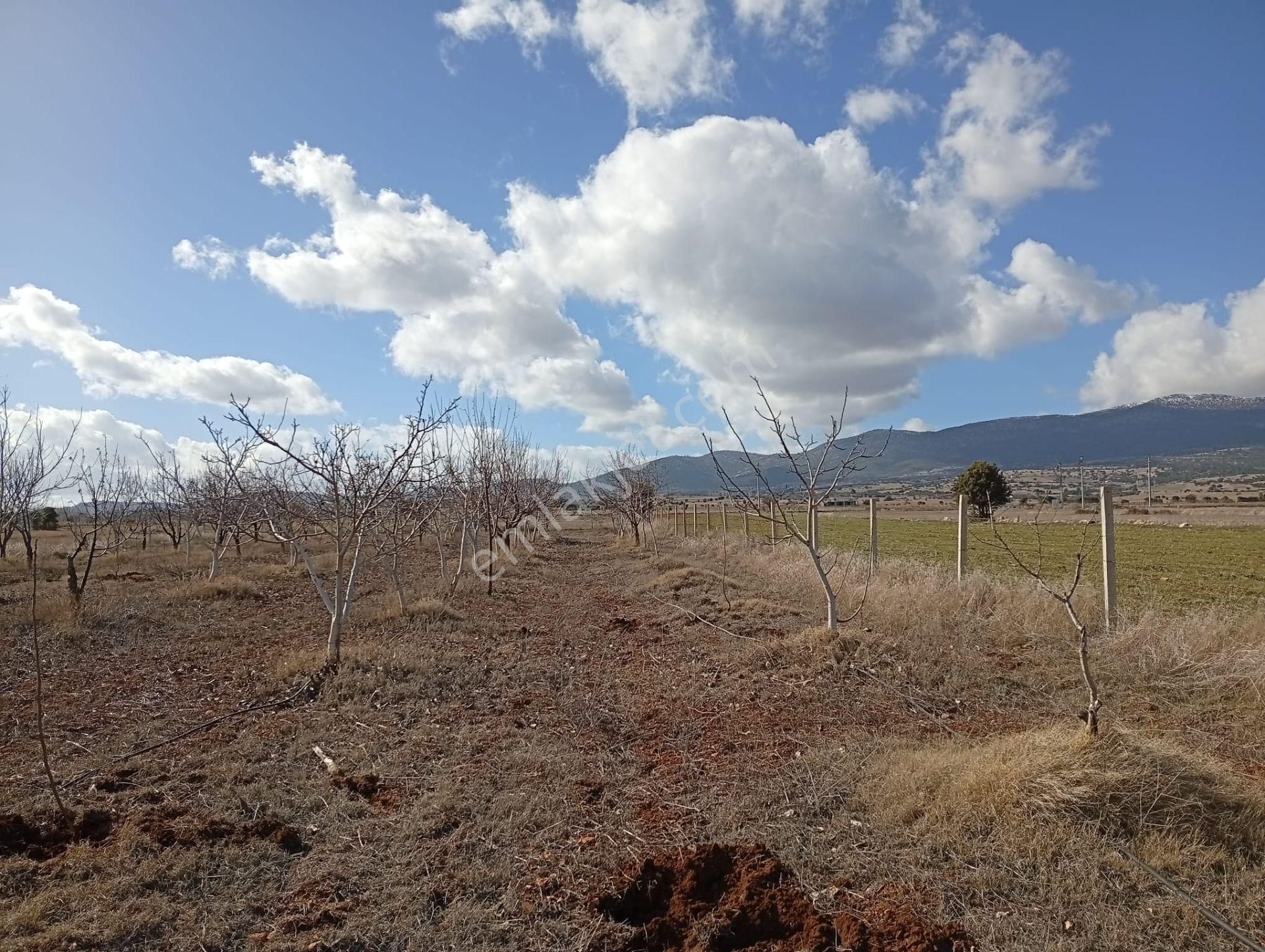 Antalya Korkuteli Kevzer Mahallesinde Satılık Tarla No.20573​ - Görsel 12