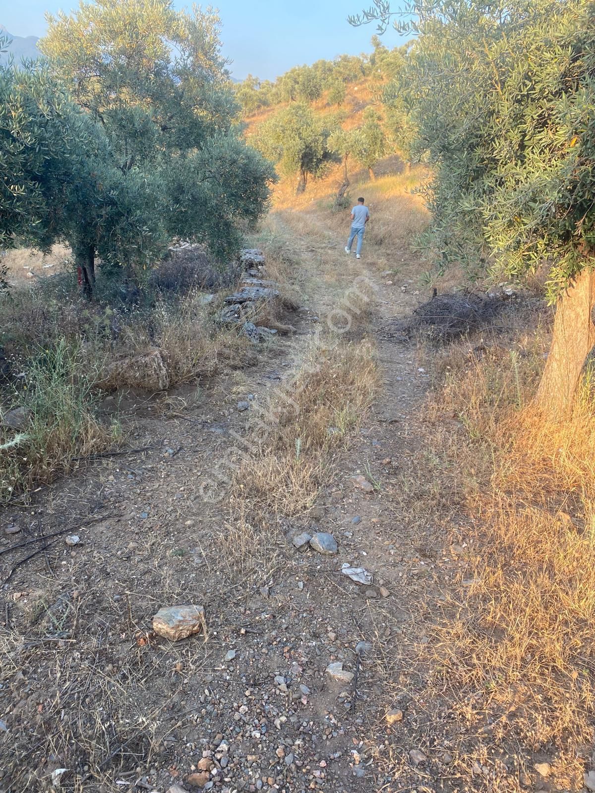4,5 Dönüm Göl Manzaralı Zeytinlik Kupon Fiyata - Görsel 2