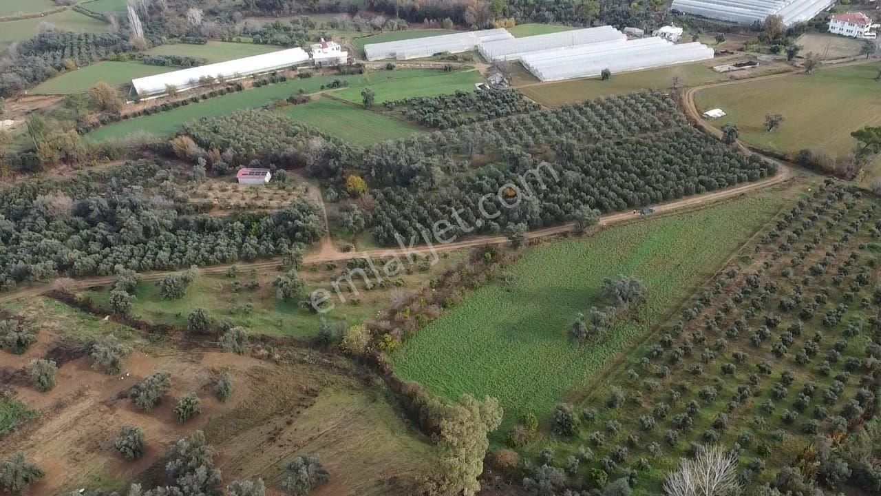 S.kemer Merkeze Yakın 10.414 M2 Kadastrol Yolu Olan Büyük Arazi - Görsel 8