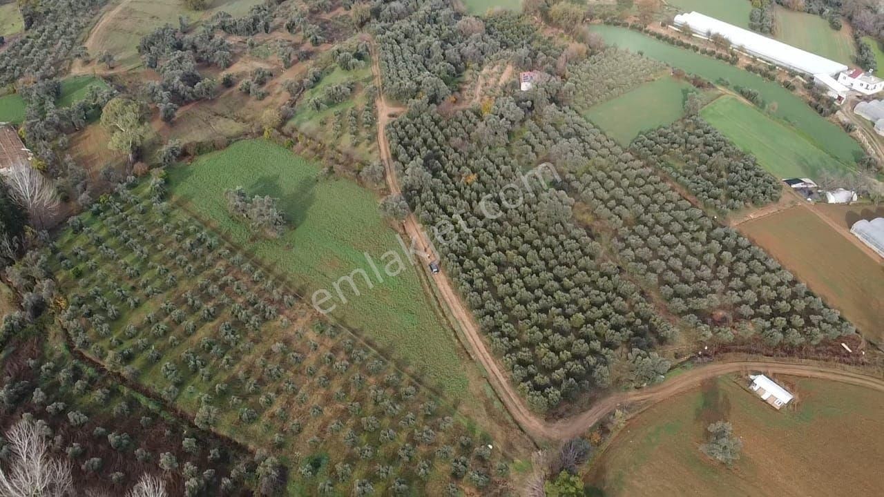S.kemer Merkeze Yakın 10.414 M2 Kadastrol Yolu Olan Büyük Arazi - Görsel 19