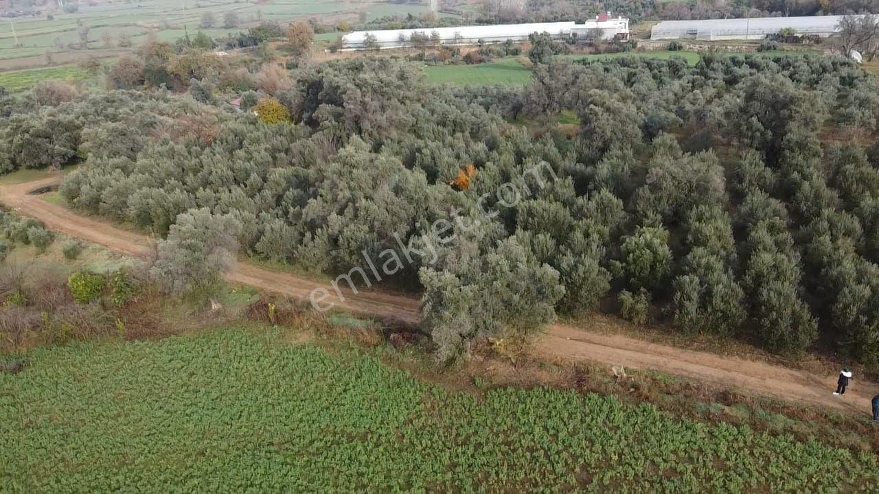 S.kemer Merkeze Yakın 10.414 M2 Kadastrol Yolu Olan Büyük Arazi - Görsel 5