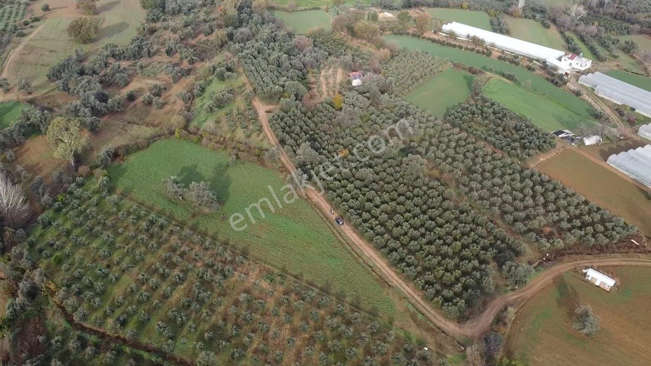 S.kemer Merkeze Yakın 10.414 M2 Kadastrol Yolu Olan Büyük Arazi - Görsel 11