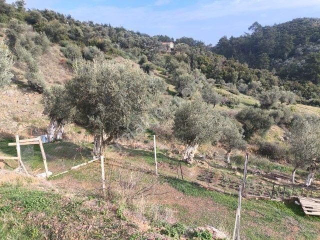 Seferihisar Orhanlı Köyünde Köy İmarlı Satılık Arsa - Görsel 23